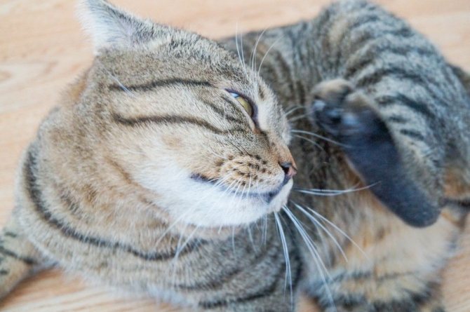 Народные средства от блох у кошек - как вывести паразитов?
