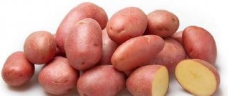 Неприхотливый, но урожайный сорт красного картофеля Лабелла