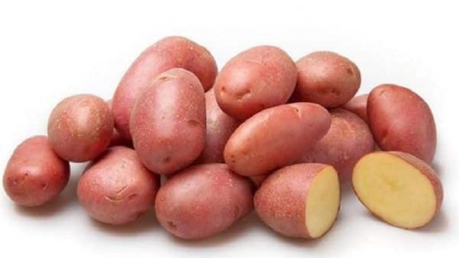Неприхотливый, но урожайный сорт красного картофеля Лабелла