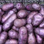 'Неприхотливый сорт картофеля "Чугунка