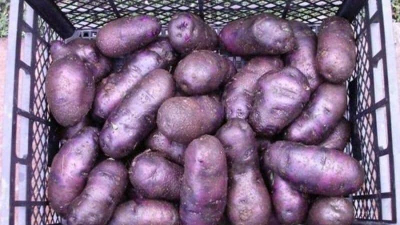 'Неприхотливый сорт картофеля 