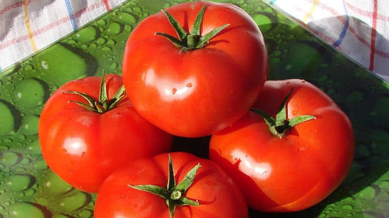 'Неприхотливый, универсальный в использовании, раннеспелый томат 