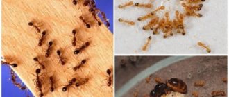 Непрошеные мелкие соседи. Откуда берутся муравьи в доме и как избавиться от них навсегда?