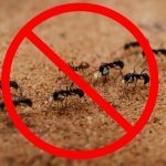 Нет муравьям