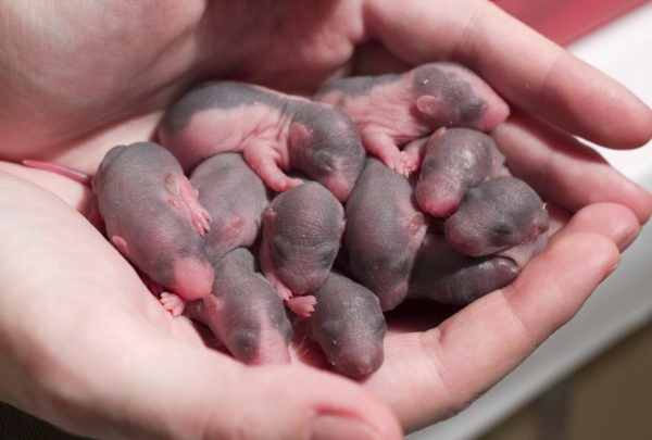 Новорожденные крысята: развитие, уход и кормление детенышей крыс