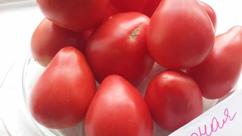'Новый, но уже успевший полюбиться фермерам сорт - томат 