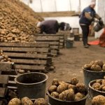 Нюансы хранения картофеля в овощехранилище: как создать оптимальные условия для урожая