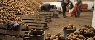 Нюансы хранения картофеля в овощехранилище: как создать оптимальные условия для урожая