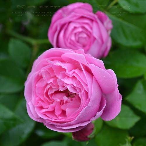 О розе луис одьер (louise odier): описание и характеристики сорта парковой розы