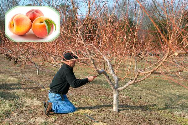 Обработка персика осенью от вредителей и болезней