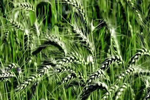 Обработку зерновых культур гуматом