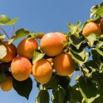 Обрезка абрикоса осенью, чтобы был хороший урожай: картинки, фото и схемы для начинающих, видео