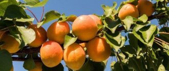 Обрезка абрикоса осенью, чтобы был хороший урожай: картинки, фото и схемы для начинающих, видео