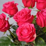Обрезка роз на зиму: как все сделать без ущерба для растения?
