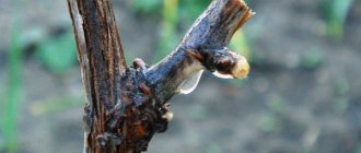 Обрезку плодоносящей лозы винограда «София» следует проводить на 4 – 8 почек