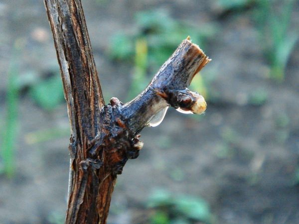 Обрезку плодоносящей лозы винограда «София» следует проводить на 4 – 8 почек