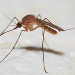 Обыкновенный комар, комар пискун