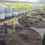 Огородники в теплице чаще всего применяют капельные системы полива