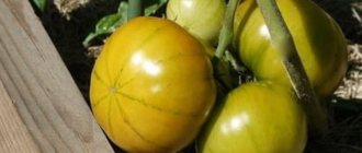 округленный томат