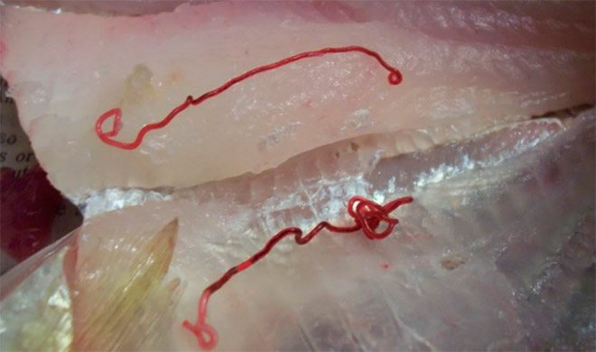 Опасные для человека черви в рыбе
