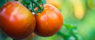 Описание и характеристика томатов сорта Киевлянка