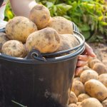 Описание картофеля Тимо