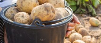 Описание картофеля Тимо