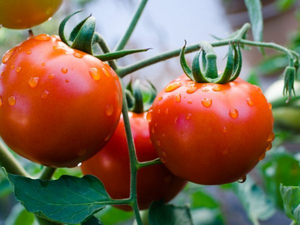Описание лучших сортов томатов 2021 года