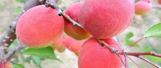 Описание сорта абрикоса Саратовский рубин