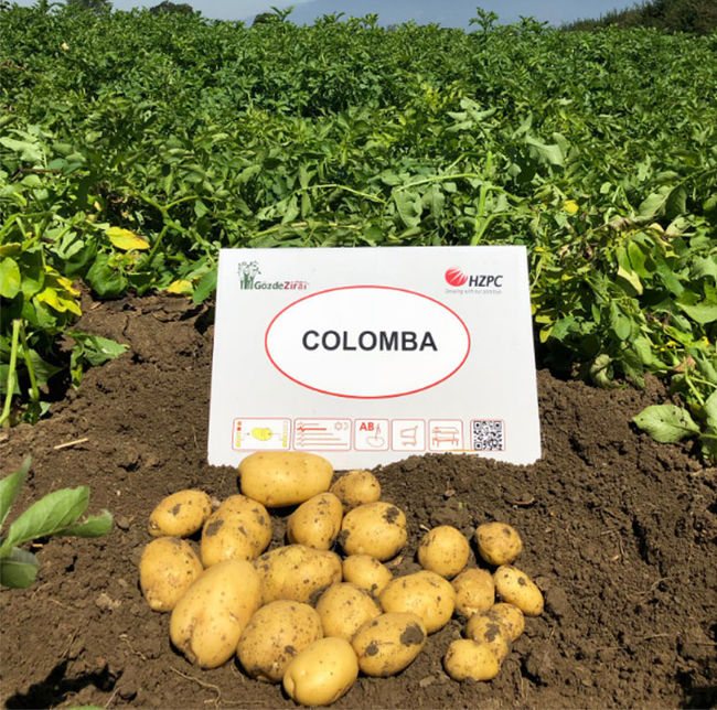 описание сорта картофеля Коломбо