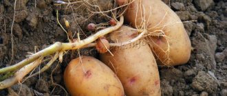 Описание сорта картофеля Лапоть