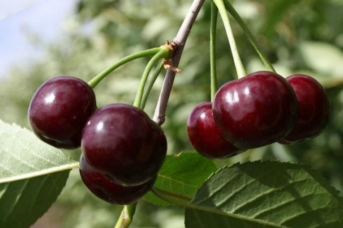 Описание сорта вишни Жуковская