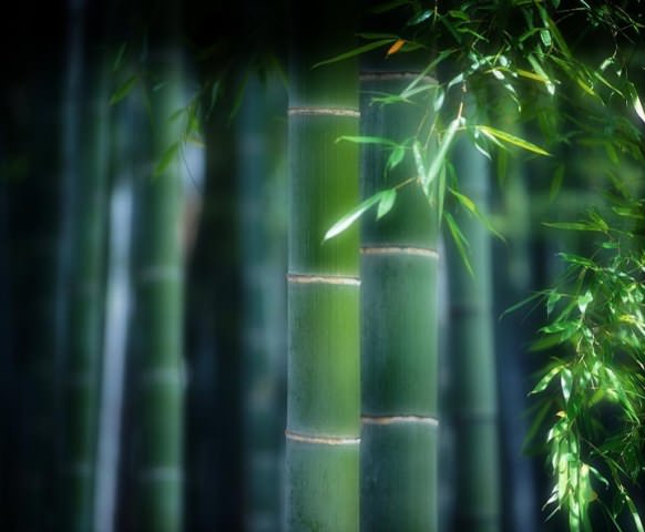 Оптимальная температура для выращивания бамбука составляет 20-32 градуса