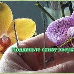 Опыление орхидей в домашних условиях
