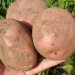 Опыт читателя: сорта картофеля, показавшие себя лучше других