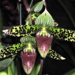 Орхидея из вьетнама венерин башмачок