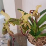 Орхидея Пафиопедилум Ротшильда — очень редкий и дорогой сорт