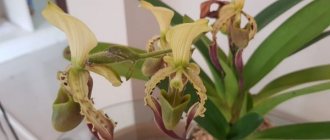 Орхидея Пафиопедилум Ротшильда — очень редкий и дорогой сорт