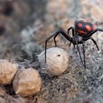 Особенности размножения пауков