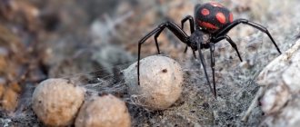 Особенности размножения пауков