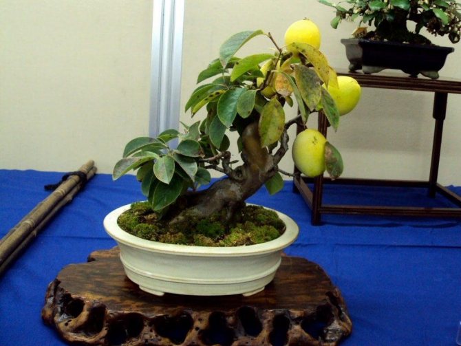 Особенности выращивания манго из косточки