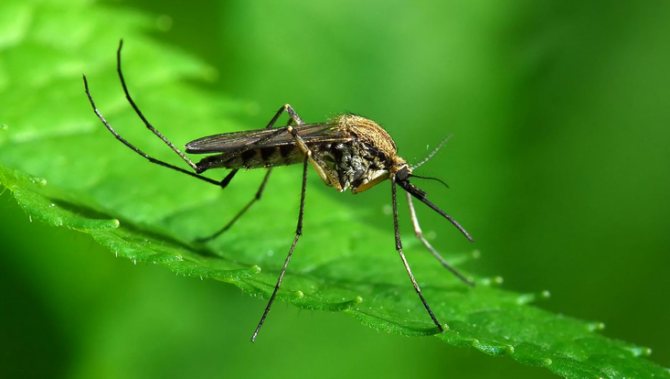 От комаров помогает чемеричная вода