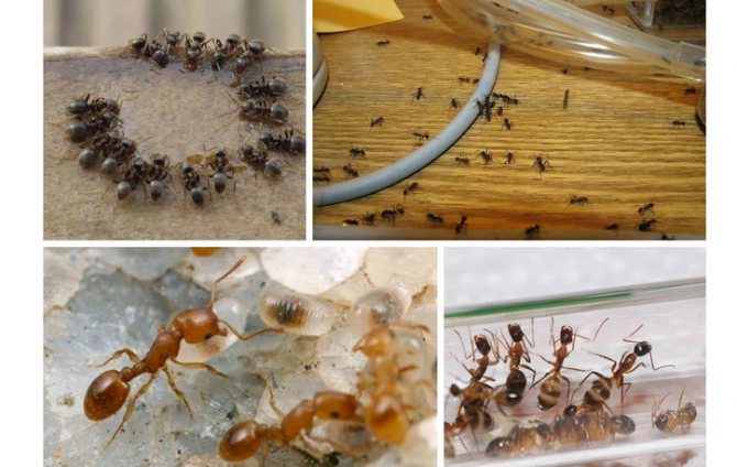 От муравьев помогает чемеричная вода