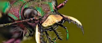 Отряды насекомых и их представители