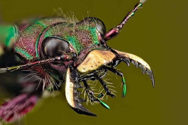 Отряды насекомых и их представители