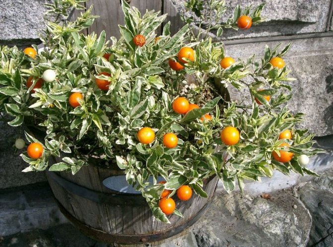 Паслен ложноперечный (Solanum pseudocapsicum)