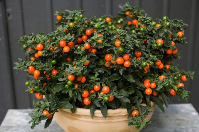 Паслен перцевидный (Solanum capsicastrum)