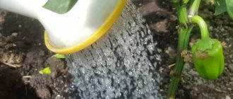 Перец в теплице: как часто поливать