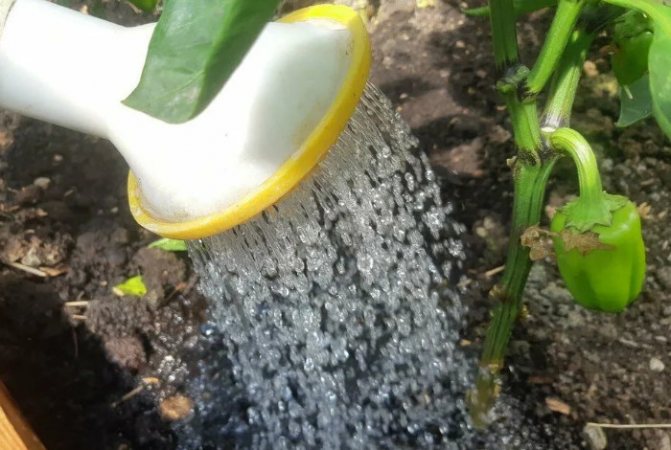 Перец в теплице: как часто поливать