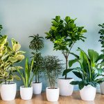 plants affect human 1 - Как растения влияют на здоровье человека, любовь и настроение